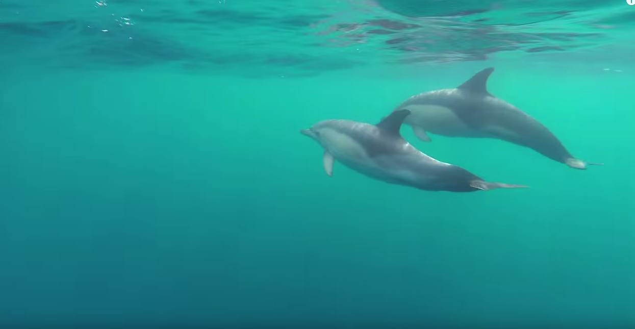 avistamiento en barco de delfines en Donostia
